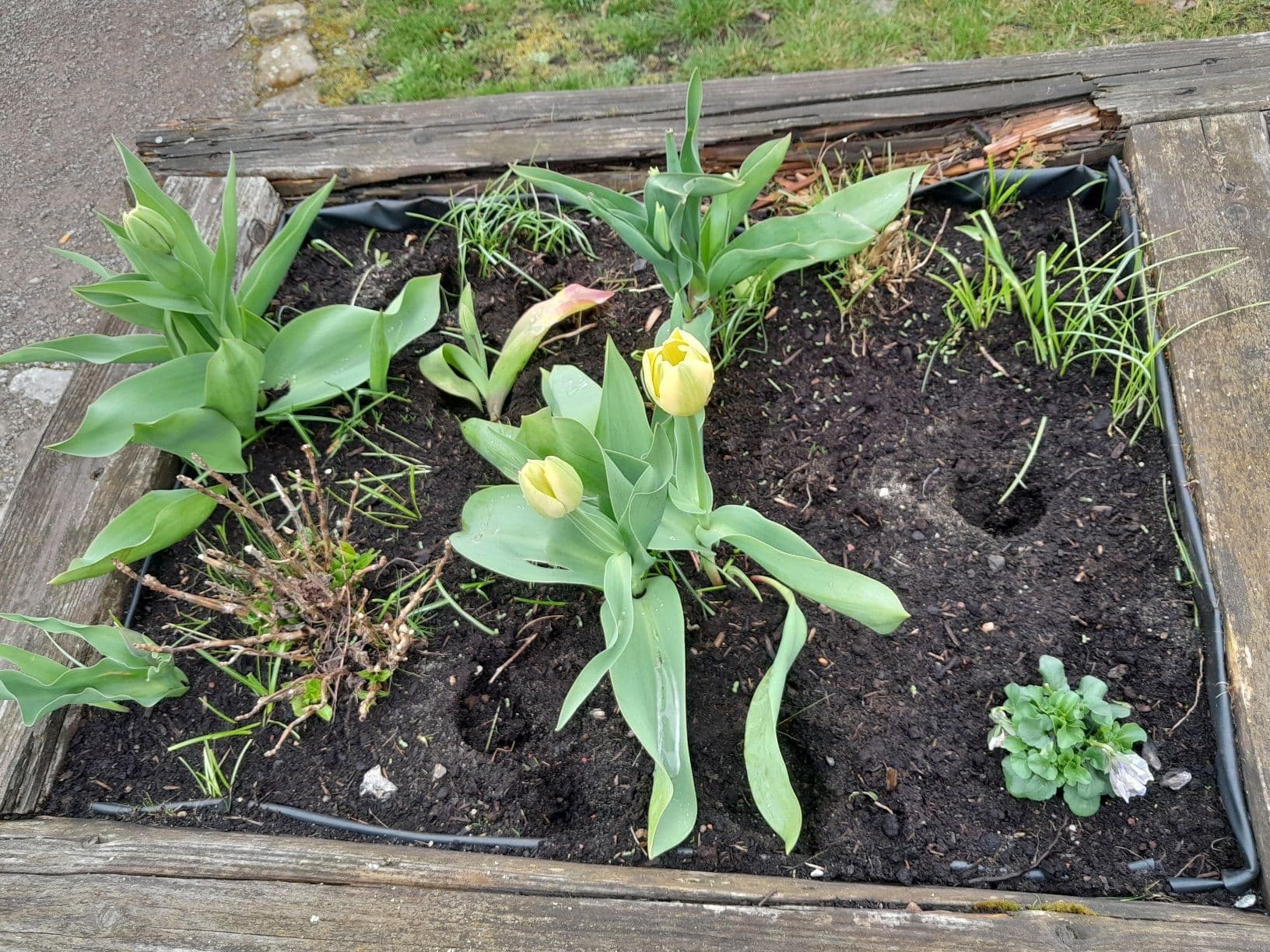 Blumendiebstahl erschüttert Gardelegen